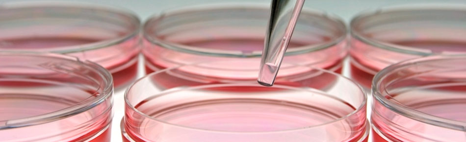 Cell Cultures